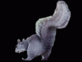 c_1239842153639_hamster_squirrel_shaking_its_butt.gif